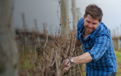 agriculture-viticulture